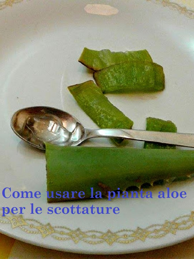 How to Use the Aloe Plant for Burns