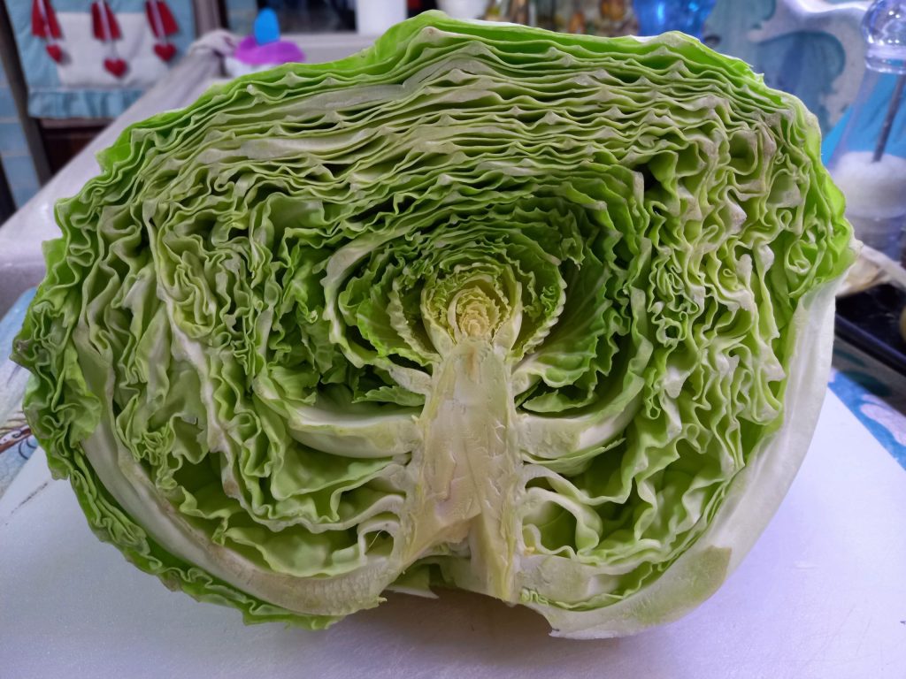 savoy cabbage