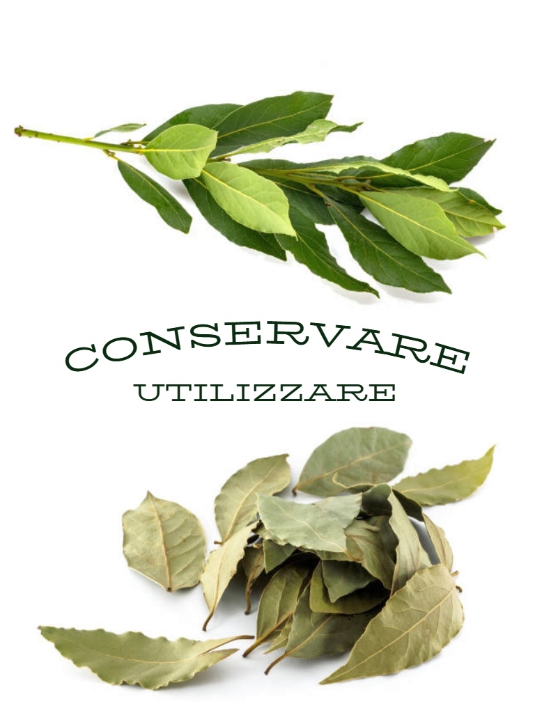 BAY LEAF store - use fresh or dried