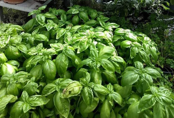 How to preserve basil for winter