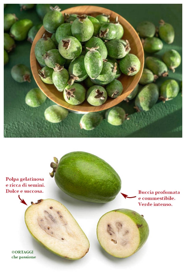 FEIJOA plant in Italian - properties and price