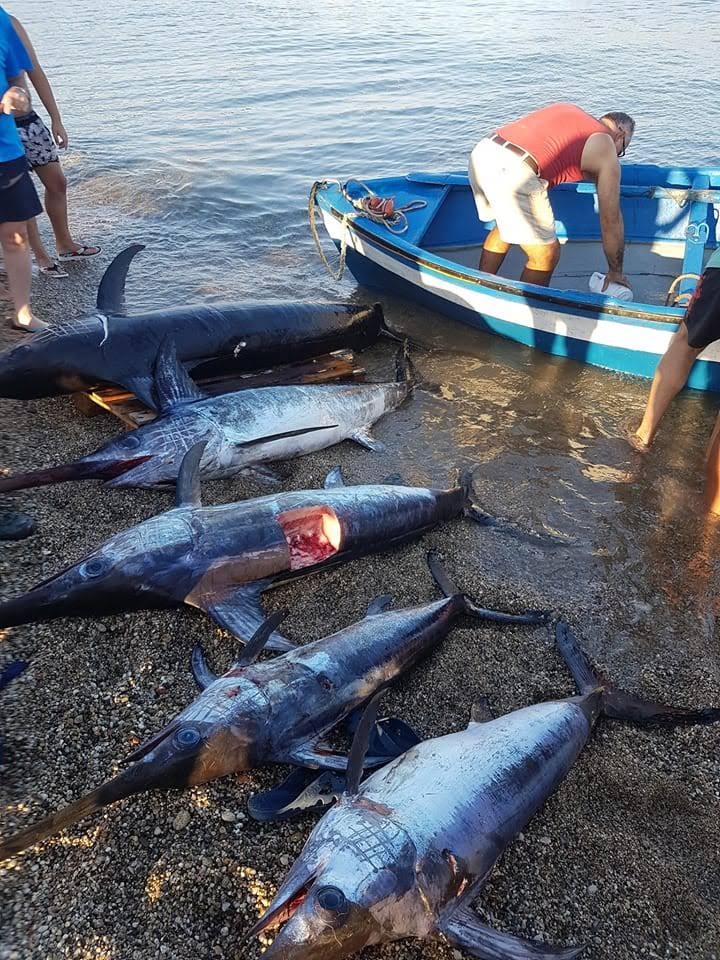 swordfish from the Strait of Messina