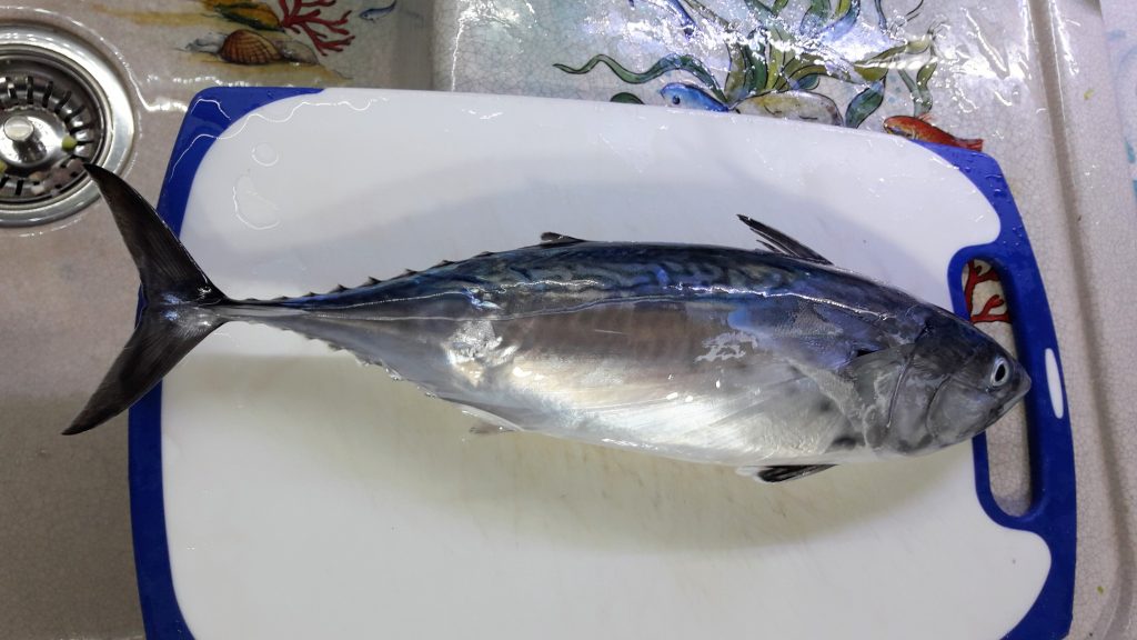albacore tuna