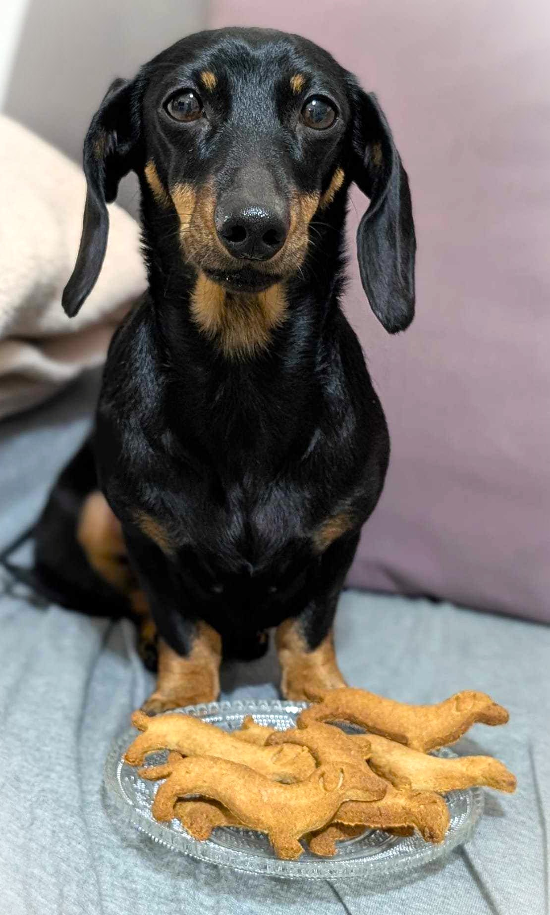 DOG BISCUITS with fruit and oats