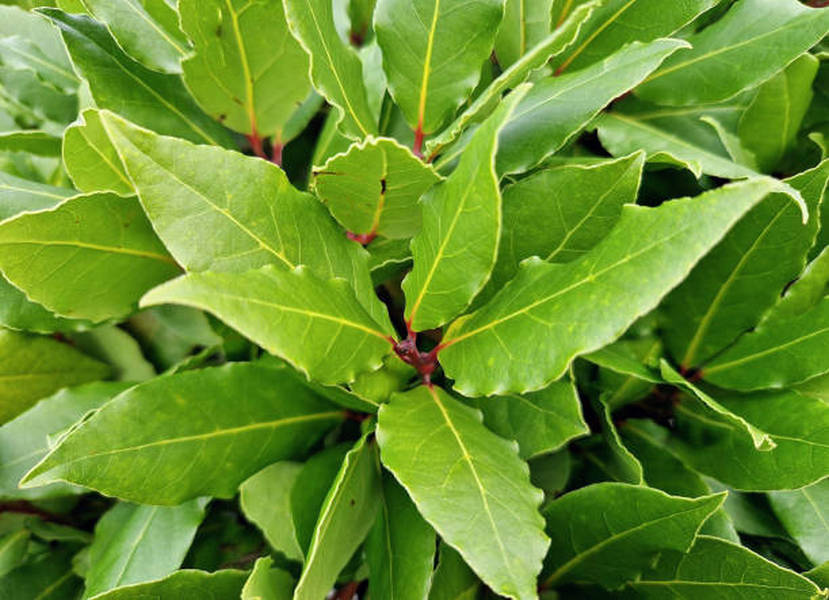 BAY LEAF – how to store and use