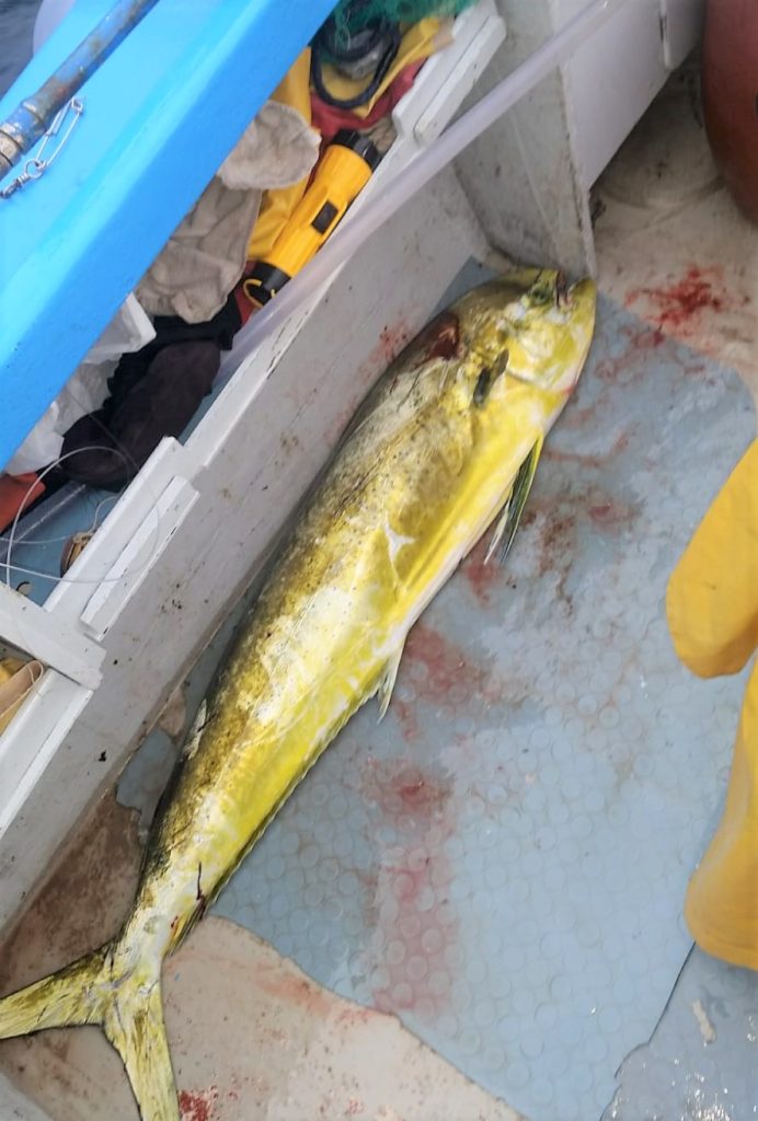 dolphin fish or mahi-mahi