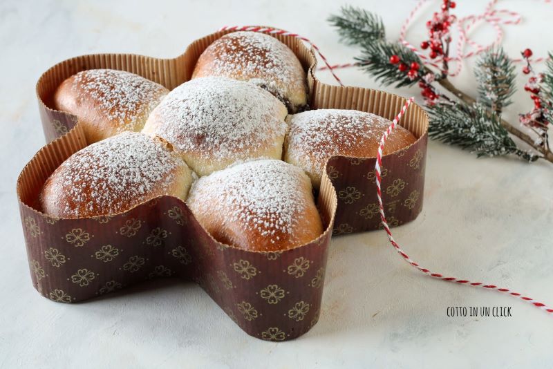 sweet Christmas star Danubio