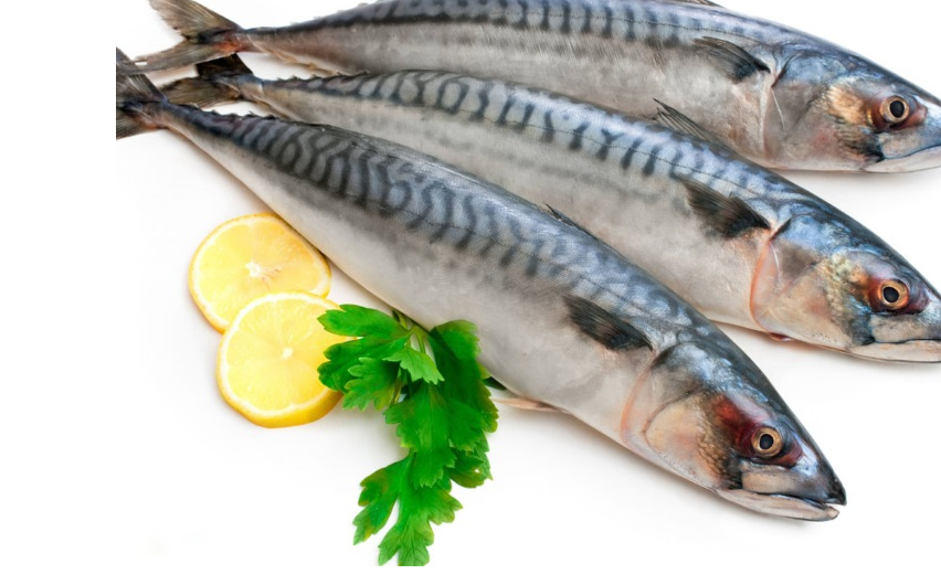 mackerel
