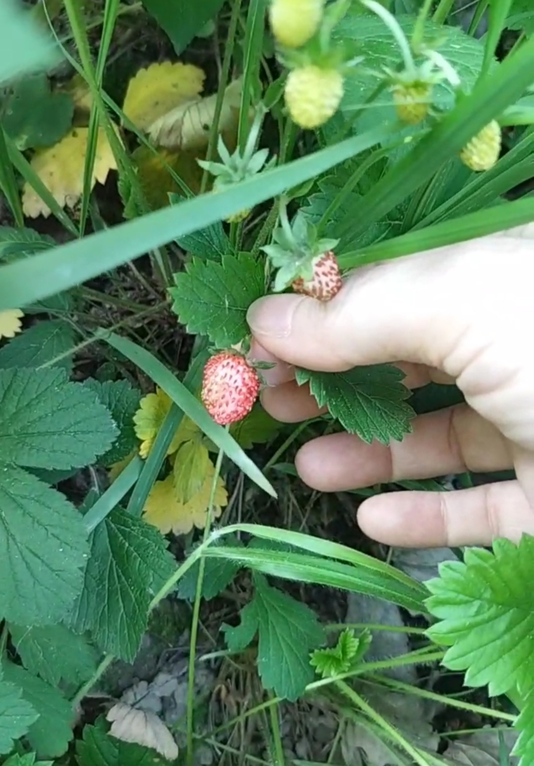 Wild Strawberries and Mock Strawberries Differences - Delicious
