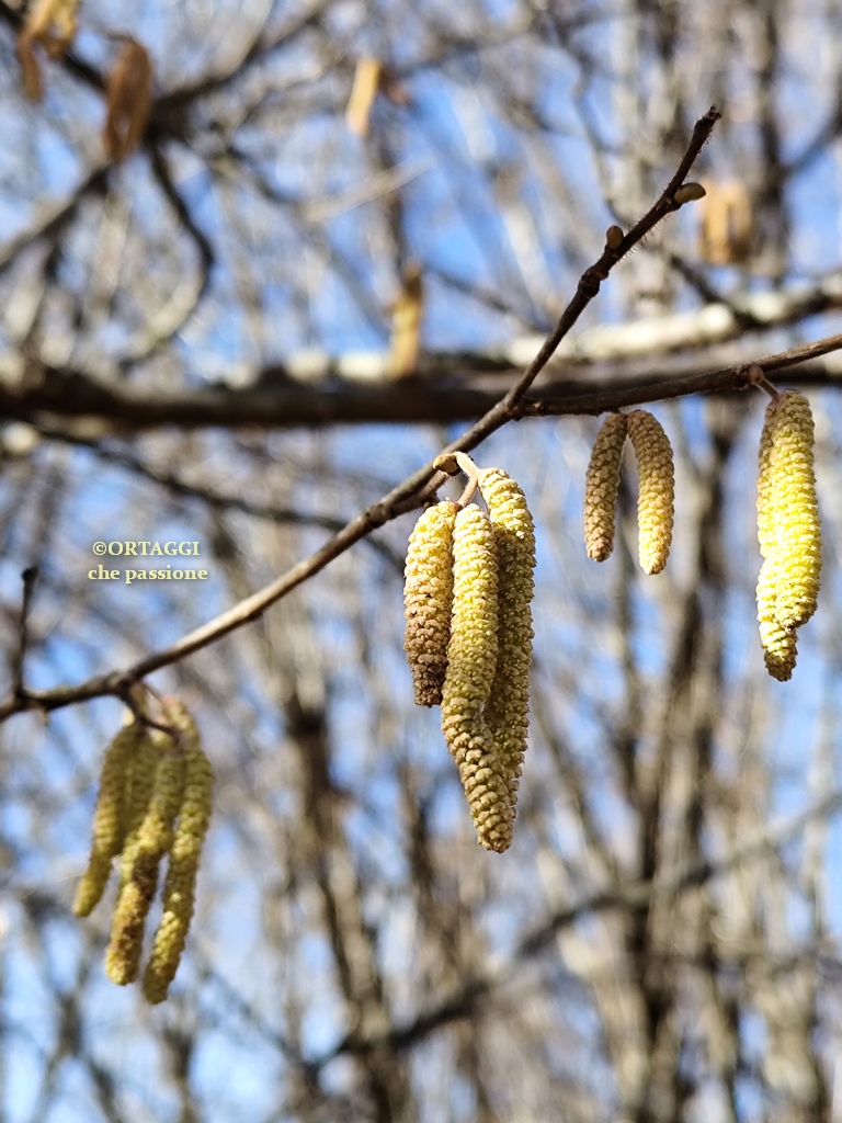 hazel catkins properties and recipes
