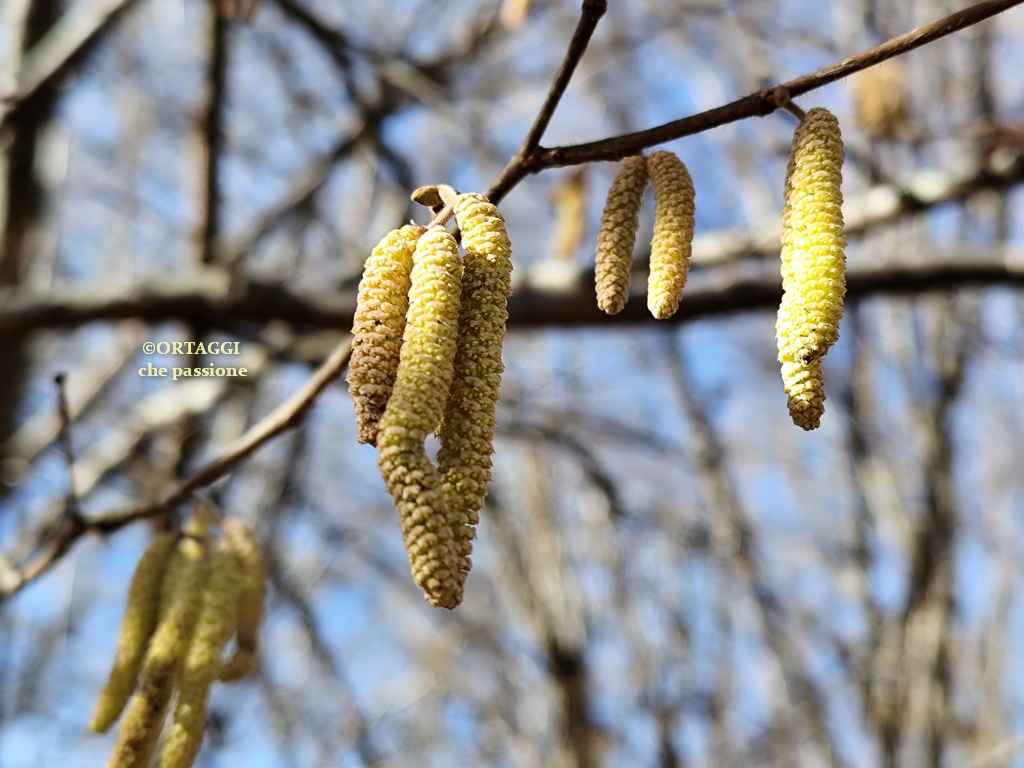 Hazel Catkins – USES and properties