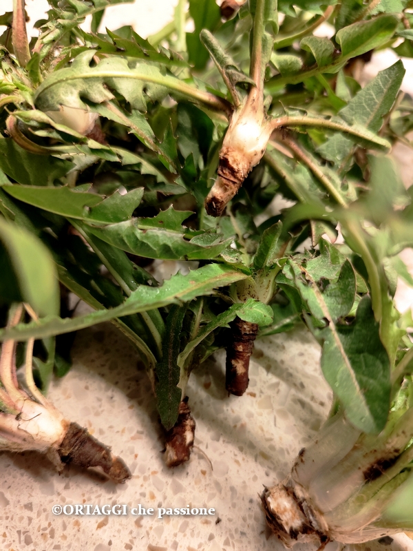 harvest dandelion with root
