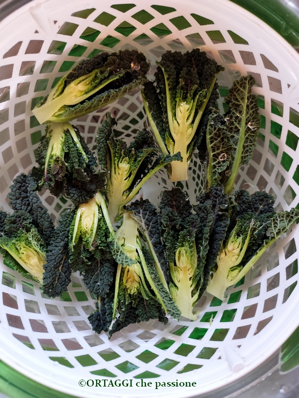 wash the shoots tips of black kale