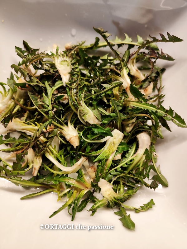 dandelion raw and cleaned in salad bowl