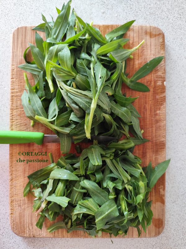 cut stridoli for risotto with carletti