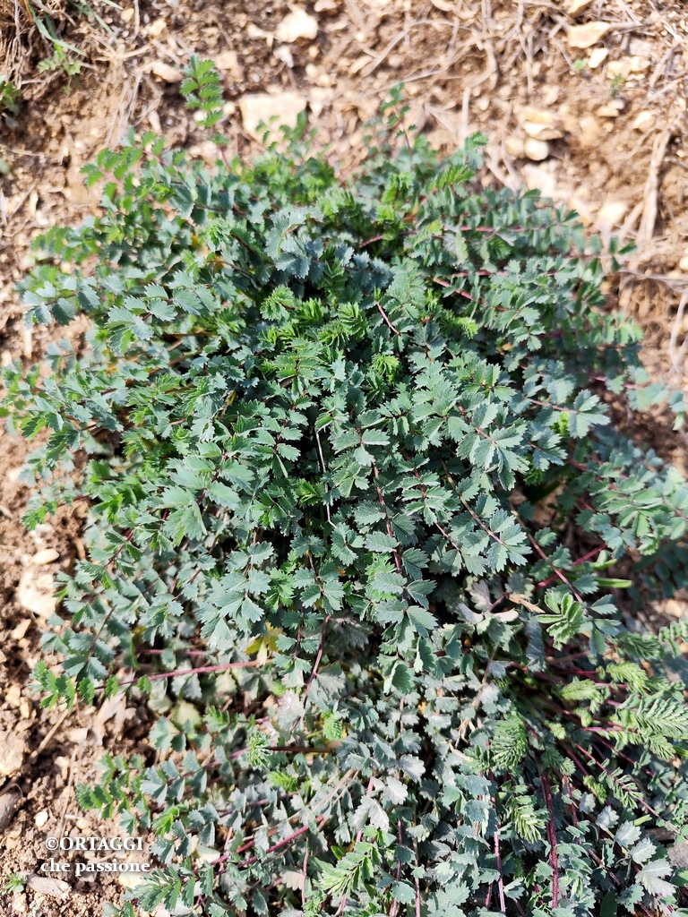 Pimpinella wild edible spontaneous RECIPES easy and quick