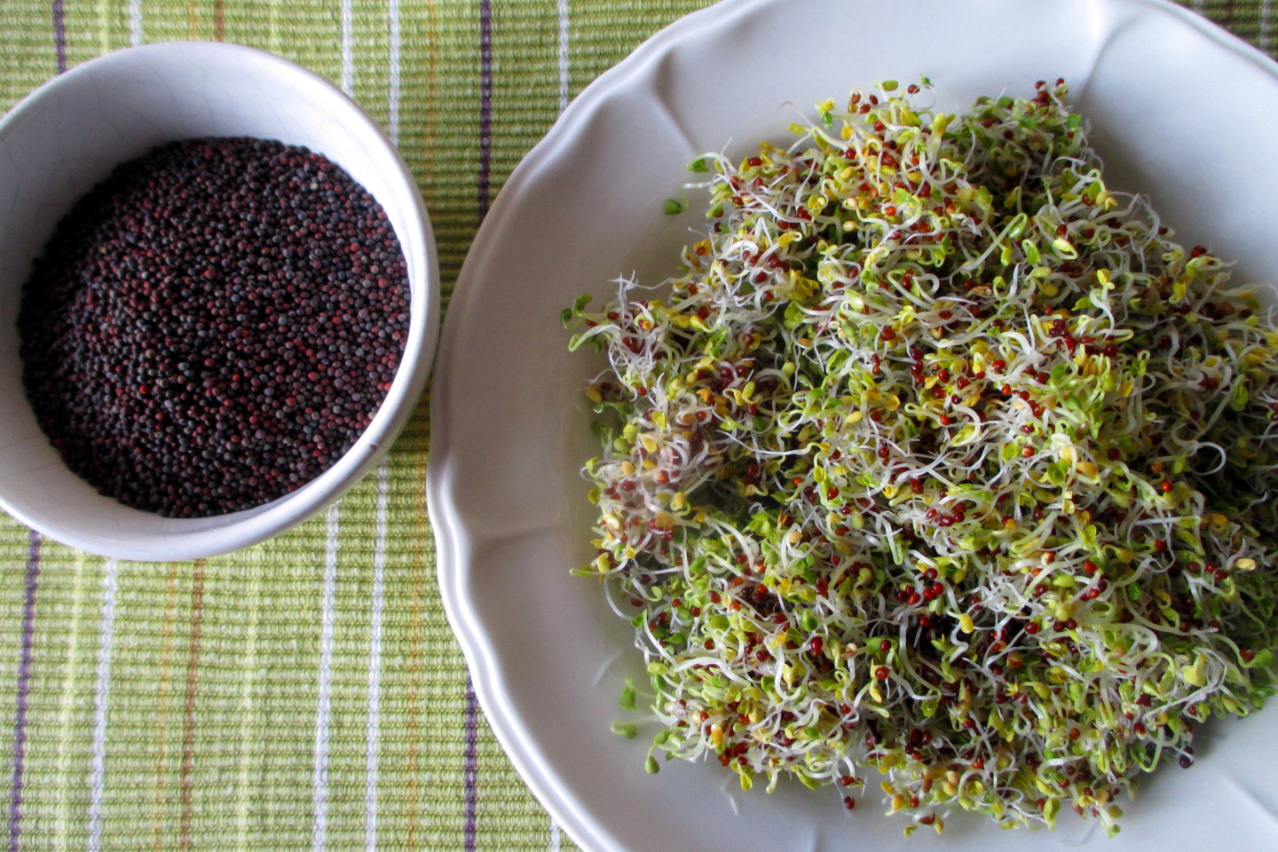 Homemade broccoli sprouts