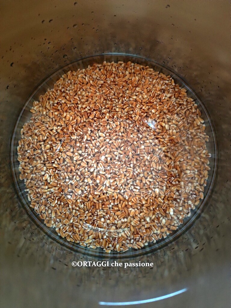 Dinkel im Schnellkochtopf mit Wasser