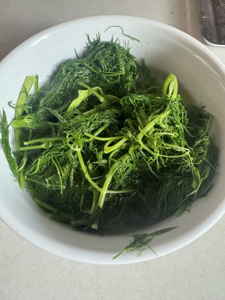 Fenchel in kaltem Wasser