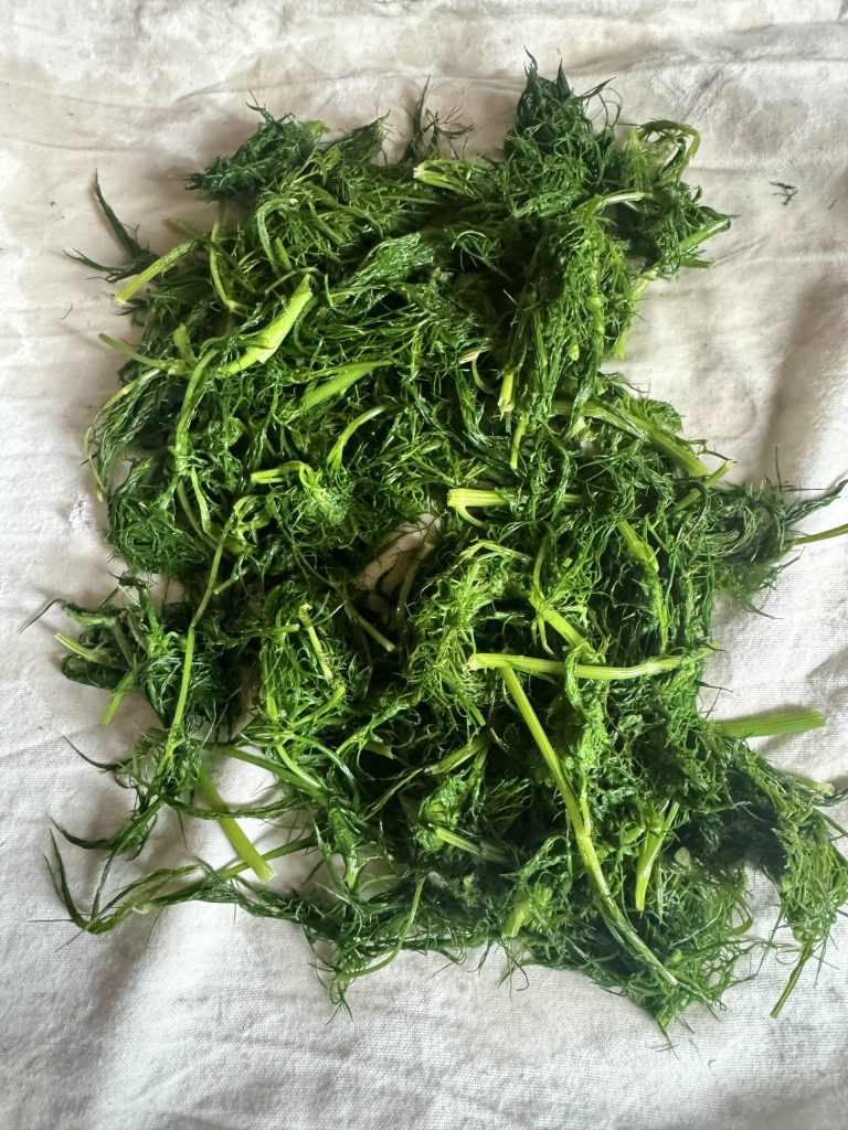 abgetrockneter Fenchel