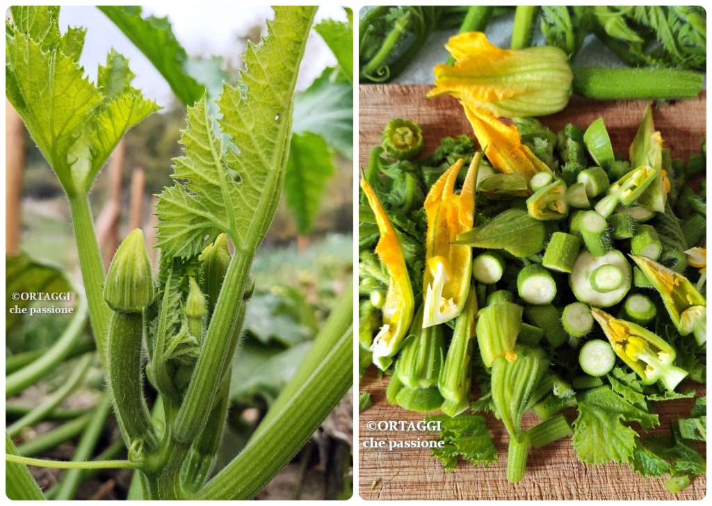 Zucchinenspitzen in der Pfanne