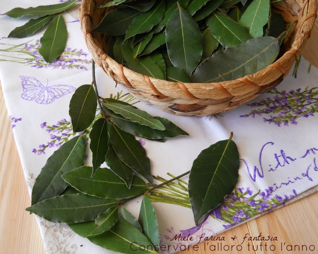 Das ganze Jahr über Lorbeer aufbewahren