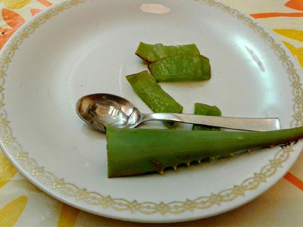 Wie man die Pflanze Aloe bei Verbrennungen verwendet