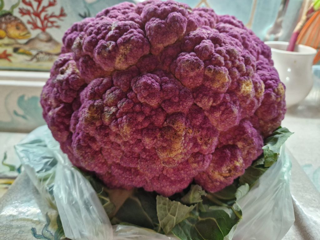 violetter Blumenkohl