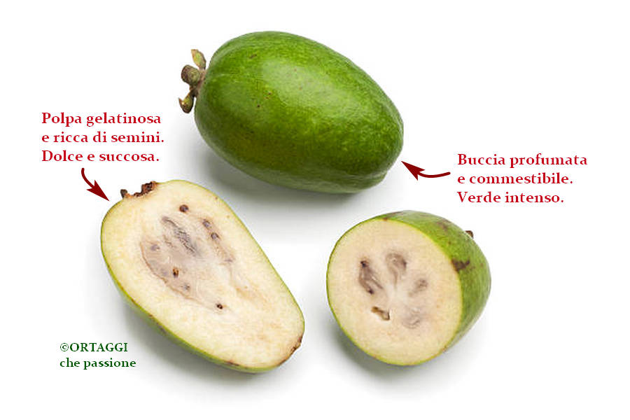 Frutto FEIJOA gusto e ricette