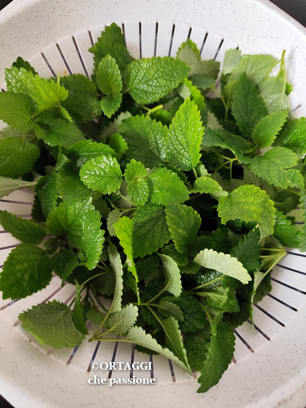 gewaschene Melissezweige