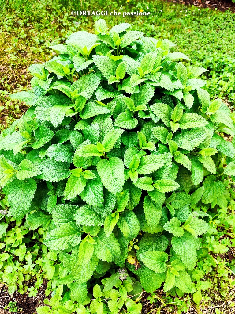 Melisse Pflanze Eigenschaften und Gegenanzeigen