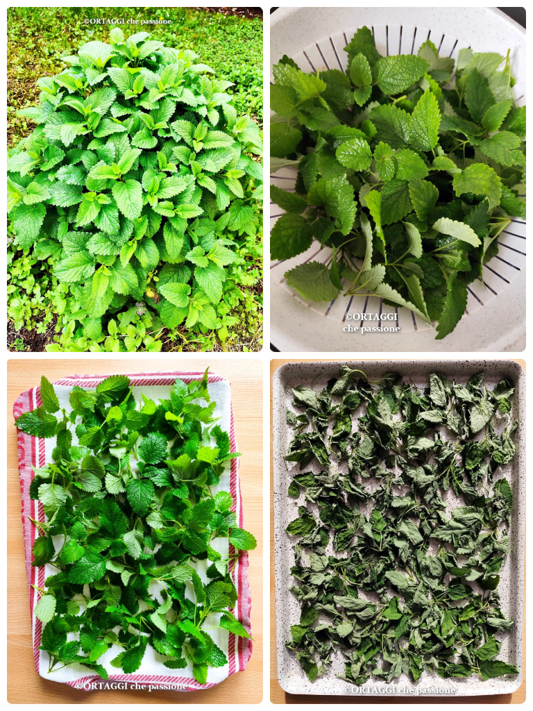 wie man Melisse trocknet