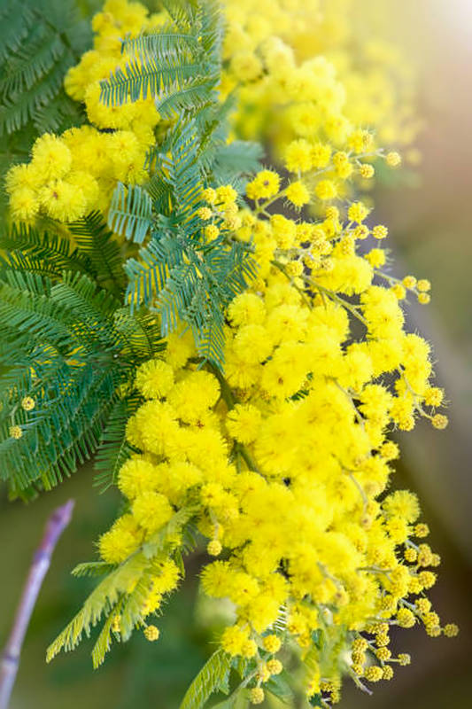 blühende Mimose Frauentag 8. März einfache Rezepte