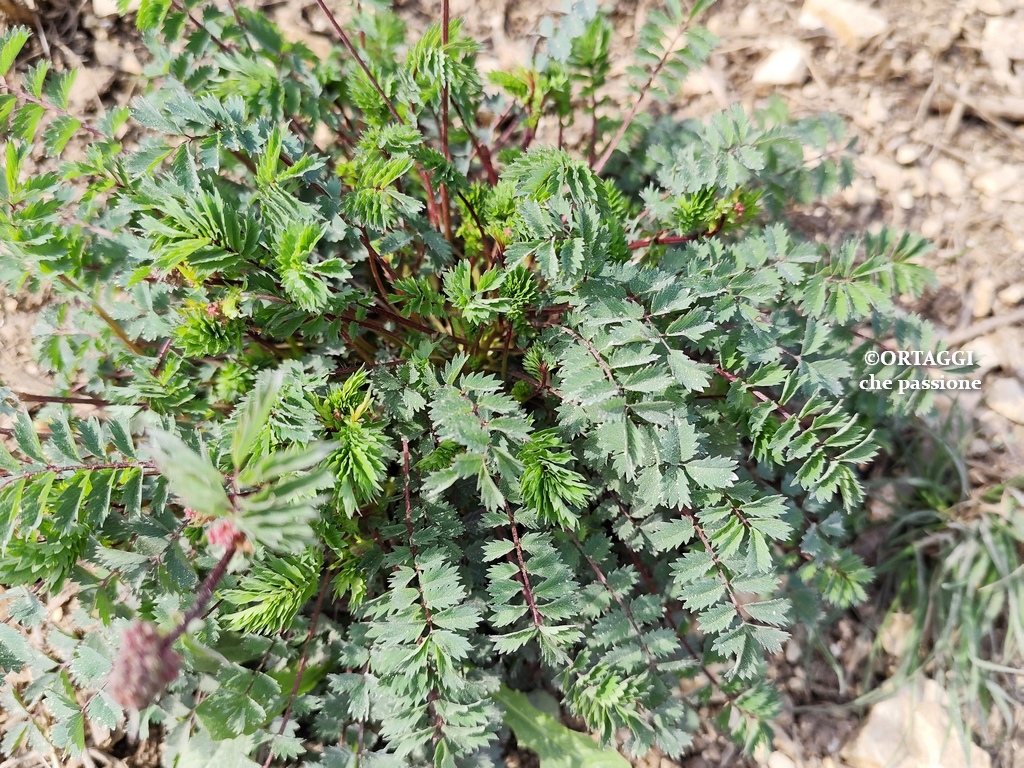 Pimpinella, wildes Kraut – Rezepte