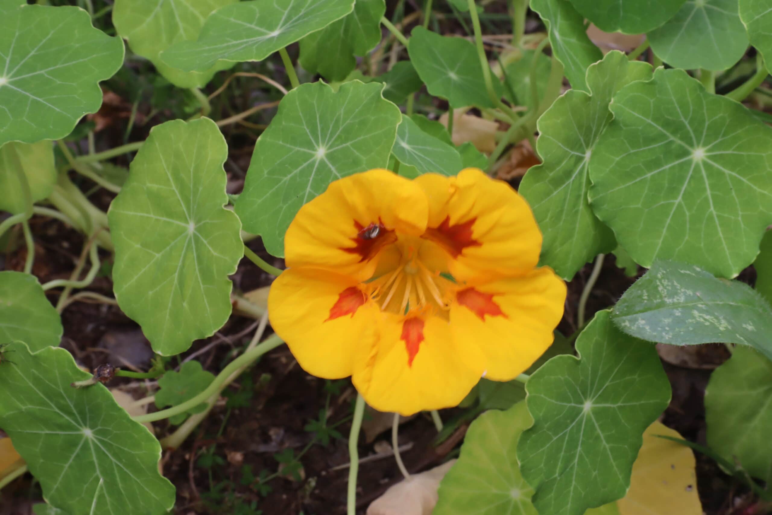Gâteaux au yaourt et myrtilles à l’airfryer