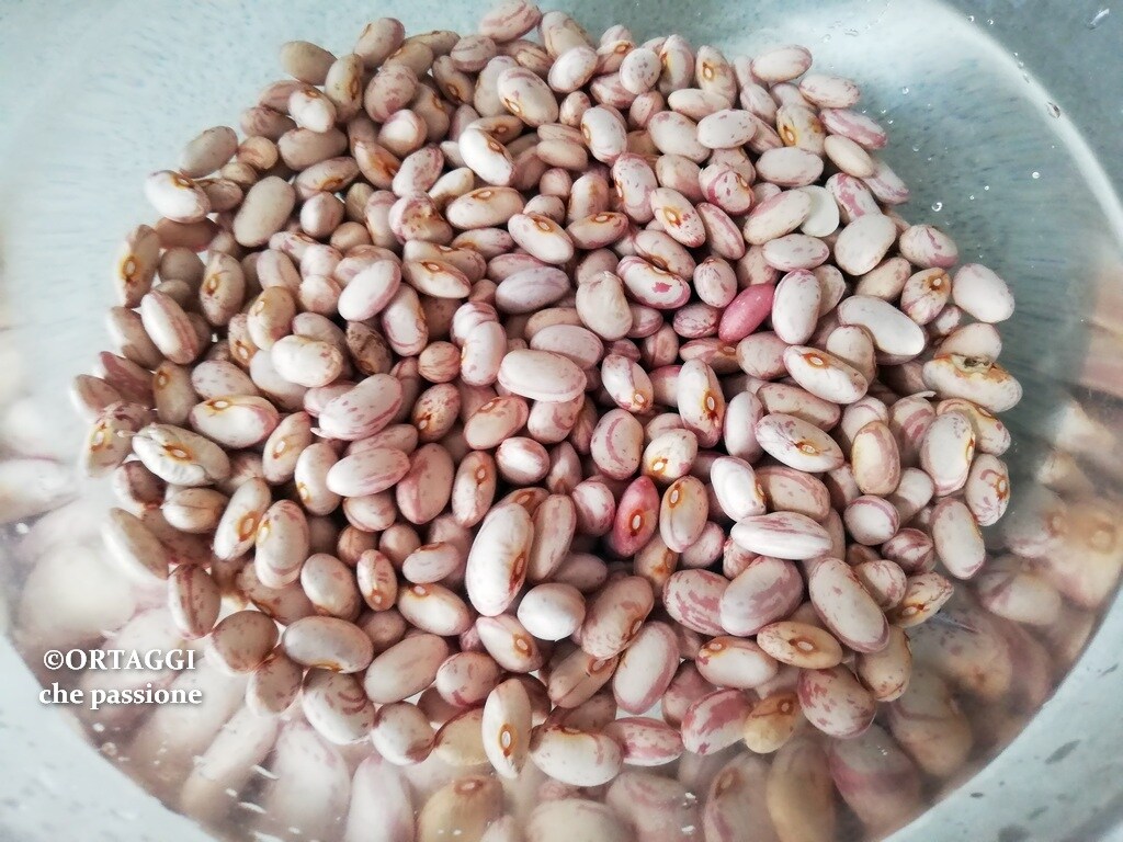 haricots-borlotti-légumineuses-secs-en-trempage