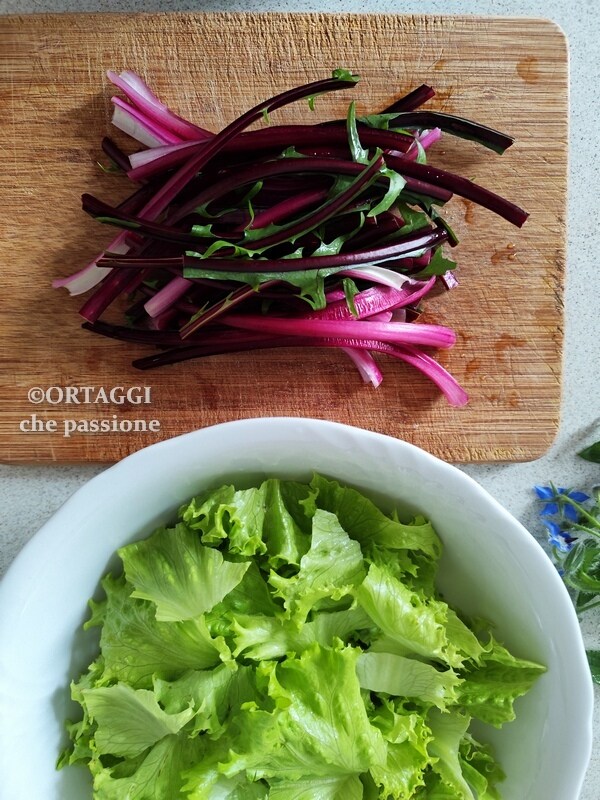 salade avec chicorée à côtes rouges ORTAGGI