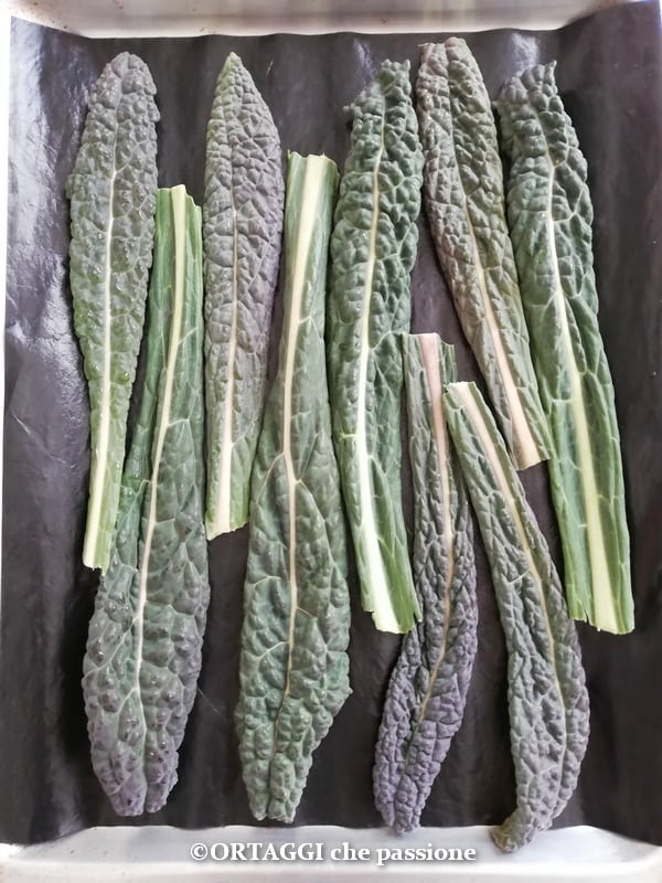 seule couche de feuilles de chou kale