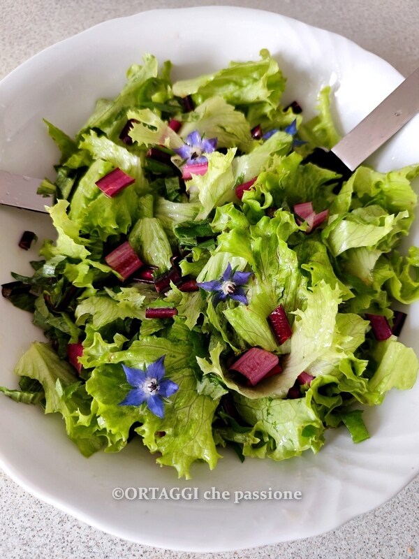 chicorée en salade - ORTAGGI que passion