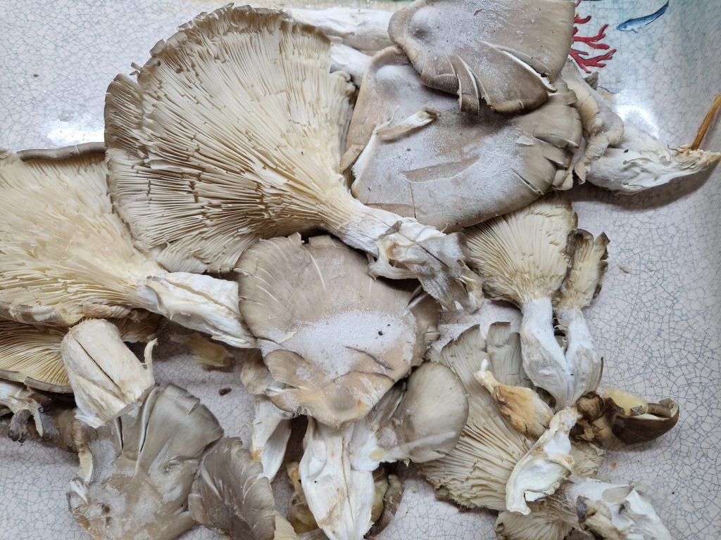 champignons pleurotus