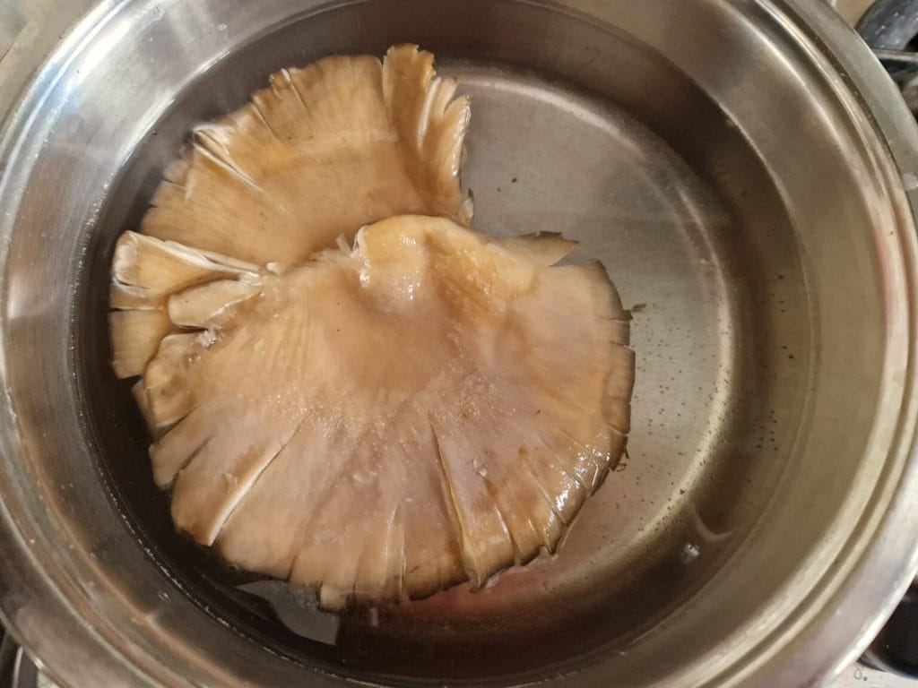 pleurotus champignons