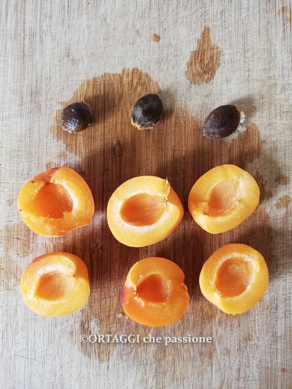 abricots à moitié sans noyau x bowl