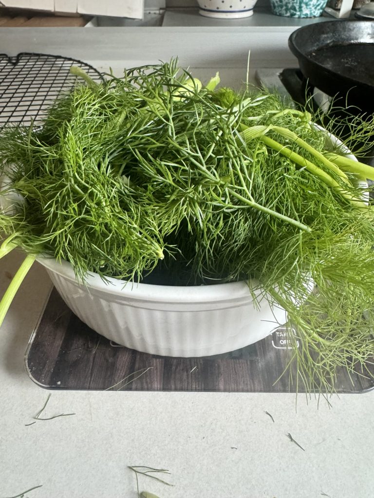 fenouil sauvage épuré