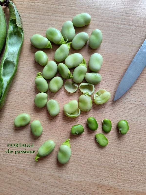 écosser les fèves