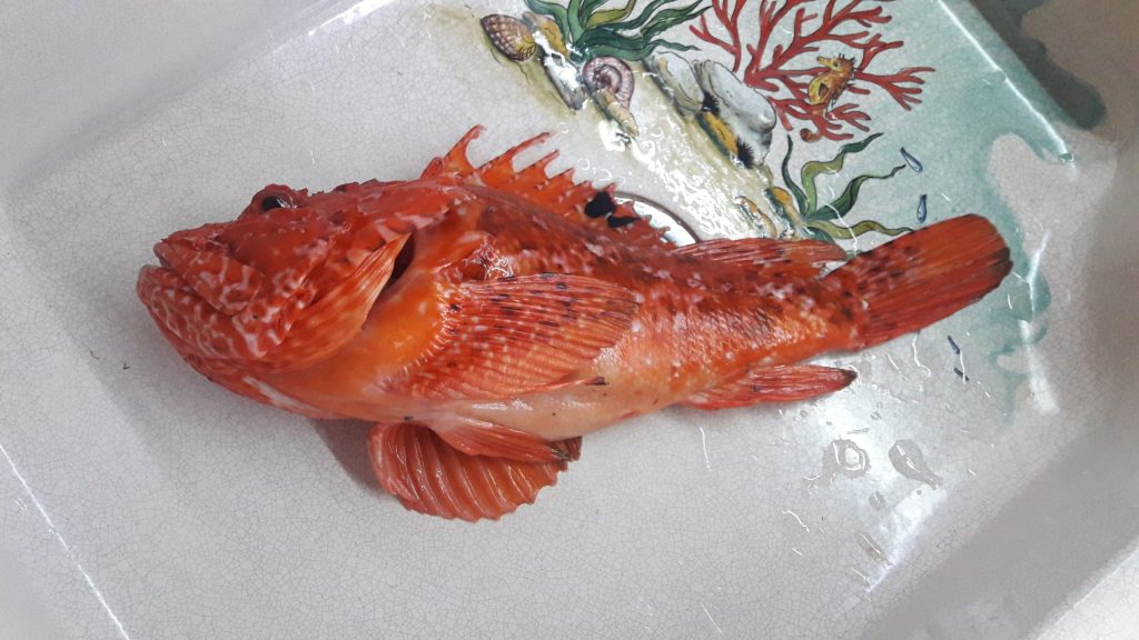 Poisson oignon et linguine dans son bouillon