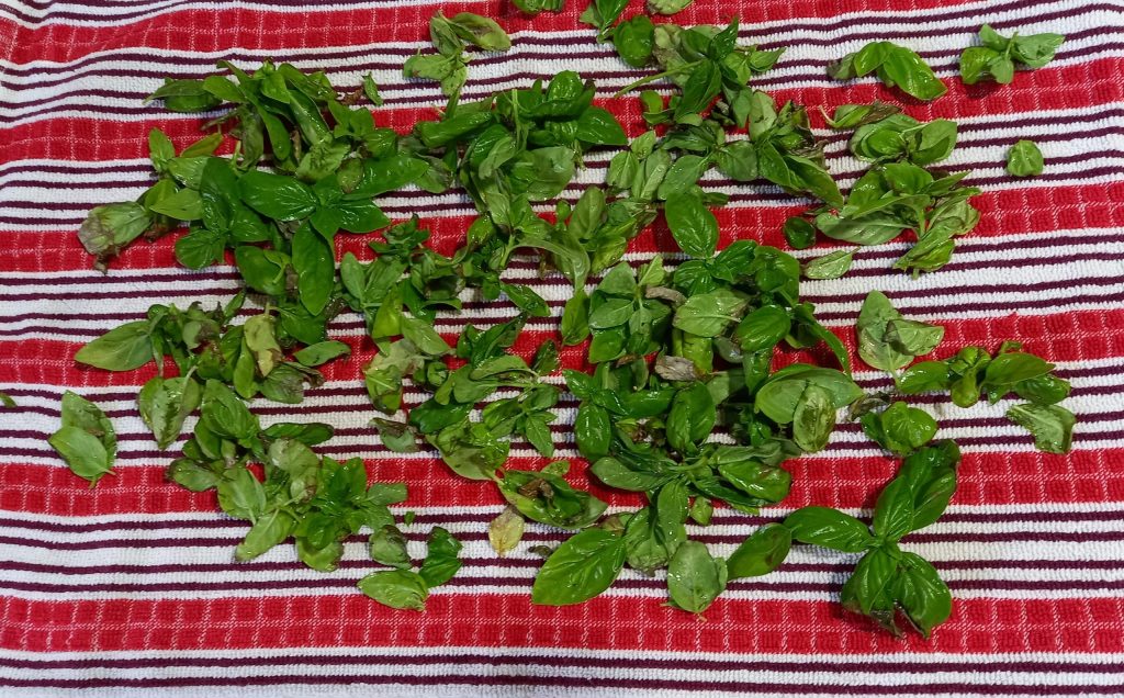 Comment conserver le basilic pour l'hiver