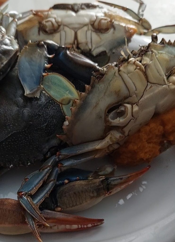 Spaghetti au crabe bleu