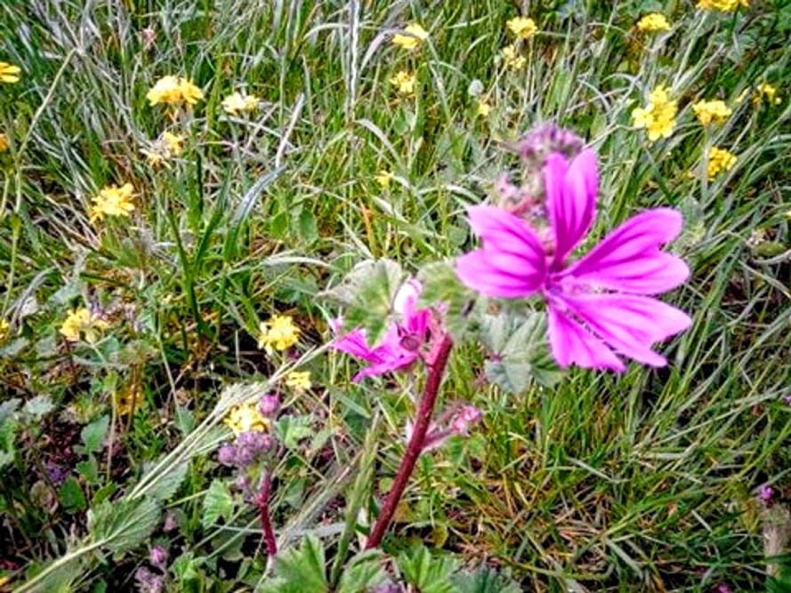 Tisane à la mauve sédative