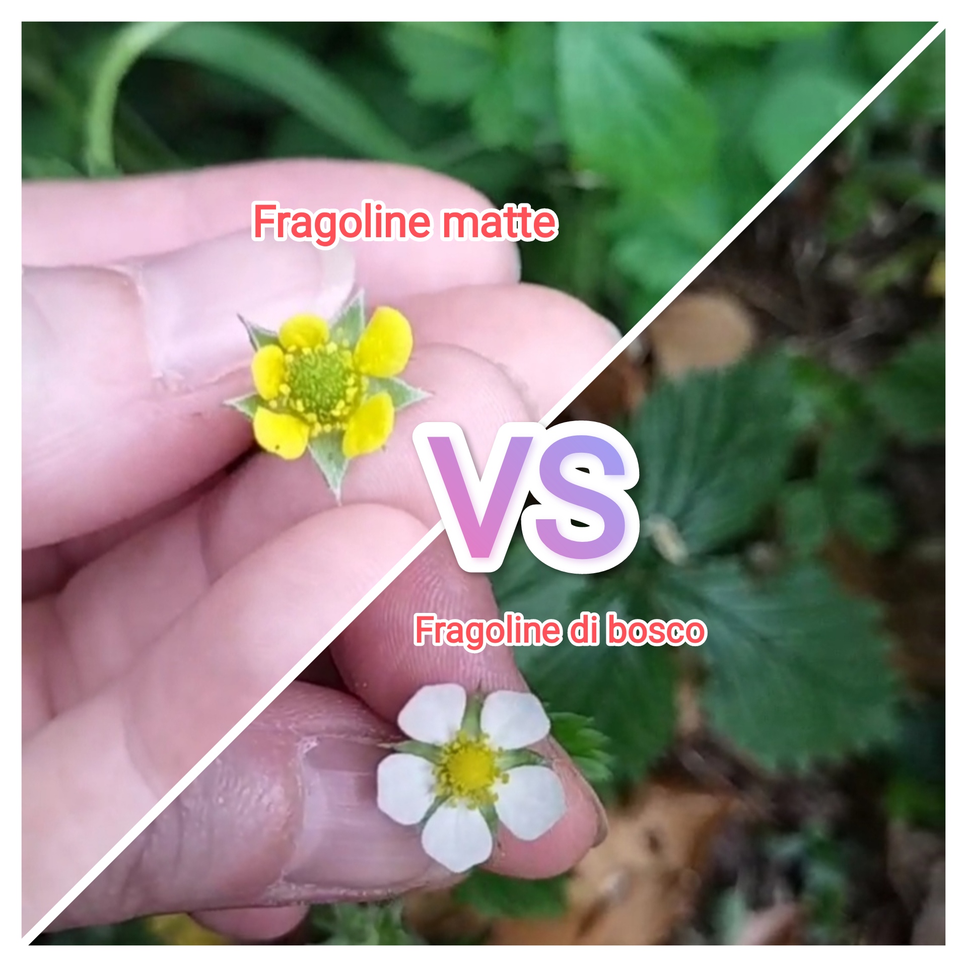 Différences entre fraises des bois et fraises folles