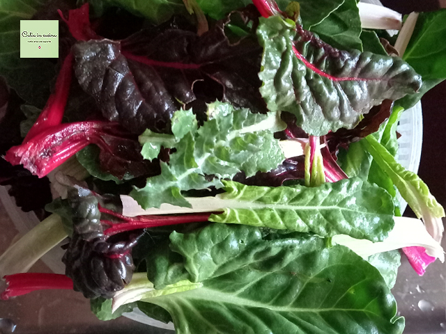 blettes et scaroles (chardons)